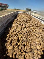 Shepody potatoes, harvested from the Reed family farm just north of Pasco, Washington.