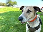 Fin is about 4 years old and is a Catahoula leopard dog, blue lacy and Australian kelpie mix. He can inspect up to 140 boats per day.