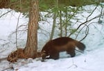 FILE: This photo provided by the California Department of Fish and Wildlife from a remote camera set by biologist Chris Stermer, shows a wolverine in the Tahoe National Forest near Truckee, Calif., on Feb. 27, 2016, a rare sighting of the elusive species in the state. Scientists estimate that only about 300 wolverines survive in the contiguous U.S.