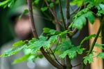 A big leaf maple planted by Friends of Trees at Columbia View Park in Gresham, July 6, 2022. Portland city officials ended their contract with Friends of Trees, which has helped plant tens of thousands of trees in the city.