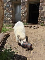 Luna plays with an enrichment toy. Its cost was covered by her sponsor, Busy Bee Waxing Studio, at the Ochsner Park Zoo in Baraboo, Wis.