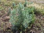 Sagebrush grows from a seedpod in an outdoor planting test.