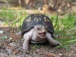 Rockalina the eastern box turtle enjoys the outdoors for the first time in nearly 50 years.