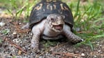 Rockalina the eastern box turtle enjoys the outdoors for the first time in nearly 50 years.