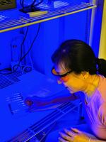 Yujuan Song handles fruit flies used in the study about blue light exposure.