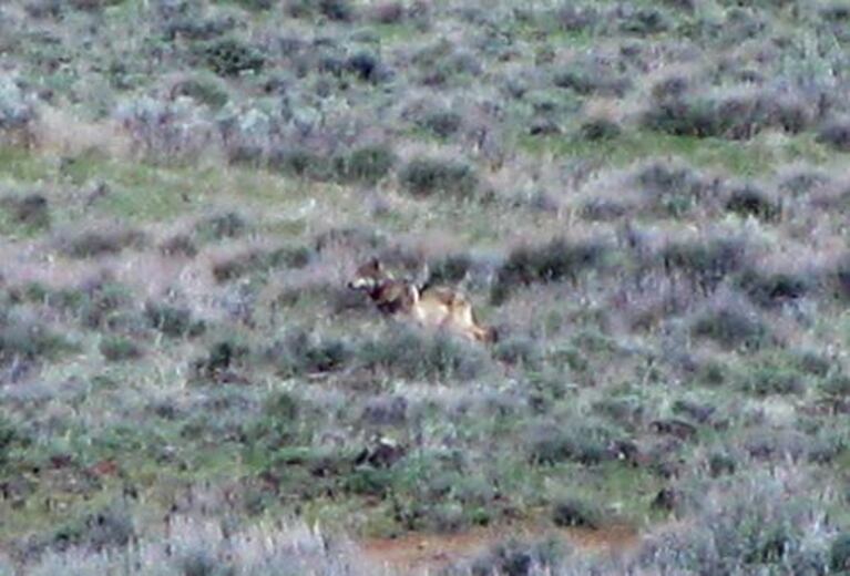 A photo captured an image of the wolf, OR-7, during his time across the Oregon border in Northern California. 