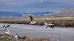 White Pelicans patrol Tule Lake.