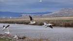 White Pelicans patrol Tule Lake.