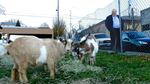 Twelve goats living in Portland's Central Eastside Industrial District will have to move out so a developer can break ground on a new apartment building.