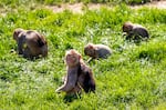 Japanese macaques at OHSU’s Oregon National Primate Research Center in Beaverton, Ore., April 17, 2025. 