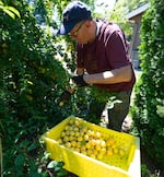 Volunteer Christos Efthimiadis picks plums.