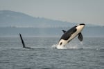 A female southern resident orca breaches the water near the San Juan Islands off the coast of Washington in this 2018 file photo. The southern resident orcas may soon gain added protection off the Oregon Coast with the help of the Oregon Fish and Wildlife Commission. The commission has voted to advance a petition to add the orcas to the state's endangered species list.