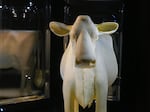 This cow was made out of about 700 pounds of butter and will be on display at the Smithsonian's Renwick Gallery in Washington, D.C. for the next year. It was created by Sarah Pratt, the official butter sculptor of the Iowa State Fair.