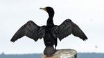 Double-crested cormorants like this one spread their wings in the sun to dry after getting them wet in the pursuit of small fish in the water. East Sand Island near Chinook is the location of a major colony of the birds.