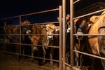 Jersey cows line up to get milked at a raw milk dairy on November 25, 2024 in Rigby, Idaho. Robert F. Kennedy Jr. who has been appointed to be the next secretary of the Department of Health and Human Services says he drinks raw milk. Kennedy recently tweeted that he intends to put an end to the FDA's "aggressive suppression" of raw milk and a host of other items including psychedelics, stem cells, and ivermectin. (Photo by Natalie Behring/Getty Images)