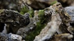 The coast around Willapa Bay produces a quarter of all the country's oysters.