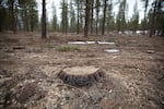 Many trees have already been cut along the Pine Drops trail and throughout the 26,000-acre West Bend Project. After small and mid-sized trees are cut, understory vegetation is mowed and prescribed burning is conducted to create more open tree stands.