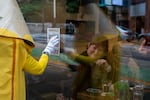 J. Schuberth, who is running for Oregon governor as “Pencil” and dresses the part, shows a flyer to diners through a window in downtown Portland, Ore., as they campaign on April 23, 2026.