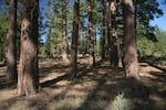 FILE: A stand of ponderosa pine trees in the Fremont-Winema National Forest in Klamath County, Ore.