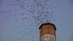 On September evenings, thousands of Vaux's swifts funnel into the chimney at Chapman School in Portland.