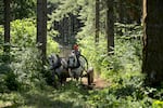 Roger Daugherty has been horse logging this family forest for more than 40 years.