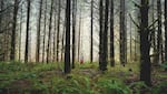 A tiny figure in a red jacket walks through tall trees, a bright green forest.