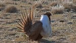 A Greater Sage-Grouse is shown in this May 1, 2015, file photo.