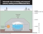 A new culvert will allow juvenile salmon in the Willamette River to swim under the Springwater Corridor Trail and into the Oaks Bottom Wildlife Refuge in Southeast Portland.