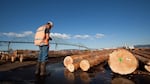 A scaler grades logs that Teevin Brothers are preparing to ship to China. It can take 37,000 logs to fill a vessel.