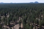 FILE - Deschutes National Forest on May 1, 2025 near Bend, Ore.