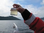 Researchers sample for phytoplankton that are harmful to salmon in Puget Sound.
