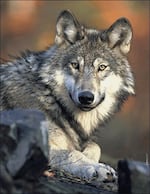 A gray wolf.