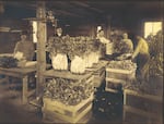 Picking celery at a farm in Milwaukie, Ore., 1925.