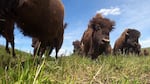In this video screen shot from an upcoming Oregon Field Guide episode, a herd of bison stampede from one grazing field to another at the Stangel Bison Ranch in Enterprise, Ore., in June. Ranchers Marta and Theresa Stangel are in the process of taking over the ranch from their father Bob, who first brought bison to the Wallowa area in 1979.