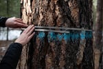 FILE: Measuring a ponderosa pine marked for cutting west of Bend. Several conservation groups have called on the Forest Service to restore the 21-inch rule to protect large trees.