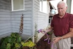 Cannon Beach resident Peter Anderson said his grand children enjoy the bunnies. But there are too many of them and they eat his flowers.