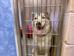 A husky sits behind a gate in a kennel.