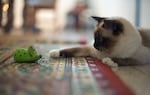 Birman kitten playing with mouse
