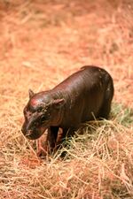 The first 30 days are critical for development, Edinburgh Zoo said, so Baby Haggis won't be out in public while zoo staff keep a close eye on mom and baby in this early stretch.