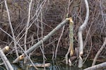 Gnawed trees in the Umatilla River are evidence of beavers. Some landowners consider beavers a nuisance because the aquatic rodents fell trees and block waterways. But biologists say that without this keystone species, the ecosystem will unravel.