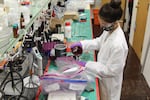 Jenna Fryer, an Oregon State University graduate student, processes grape samples before analyzing the grapes for smoke compounds.