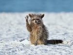 Miroslav Srb.'s photo of a raccoon seemingly thanking Srb. for feeding him shrimp on a Florida beach.