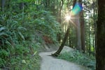 Wildwood's second leg stays cool during the golden hours under the tree canopy, sunlight peeking through where it can.