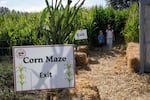 Best friends Annie Wang and Ivy Wang exit the corn maze at the Frog Pond Farm in Wilsonville, Ore., on Saturday, Sept. 24, 2026. The farm has many family friendly attractions including face painting and bounce houses.