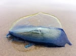 The velella velella sitting on sand after washing up on shore.