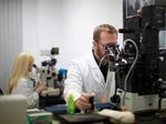 Todd Vaught, head scientist of nuclear transfers, manipulates eggs under a microscope in a Revivicor laboratory.