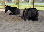 Ruby and Roxy lay down under the covered arena at Ruby Ranch.