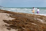 Beachgoers walk past seaweed that washed ashore on March 16, 2023 in Fort Lauderdale, Fla.