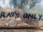 A baby African giant rat inside a traveling case bearing the words "Breeding Rats Only" during a training exercise at Apopo headquarters in Morogoro, Tanzania. The rats are taught a variety of skills, from detecting TB to assisting with search and rescue missions.
