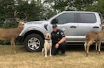 Oregon State Police Trooper Josh Walcott kneels alongside K-9 officer Buck, a golden Labrador who's trained to sniff out all kinds of game animals. Along with nearby deer decoys, the OSP has several tools at their disposal when it comes to cracking down on poachers.